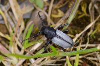 Araschnia levana