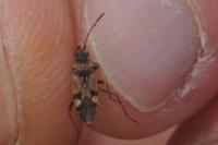 Beosus maritimus