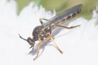 Dioctria rufipes