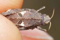 Coccinella septempunctata