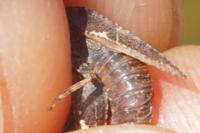 Coccinella septempunctata