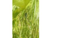 Lestes dryas
