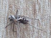 Stegomyia albopicta