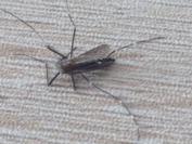 Stegomyia albopicta