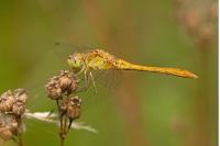 Sympetrum meridionale