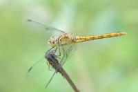 Sympetrum meridionale