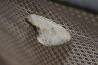 Cilix glaucata