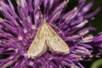 Endotricha flammealis