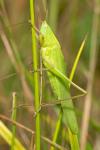 Ruspolia nitidula