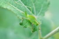 Leptophyes punctatissima