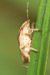Aelia acuminata