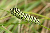 Papilio machaon