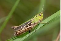 Stenobothrus lineatus lineatus