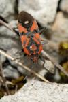Spilostethus pandurus