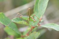 Leptophyes punctatissima