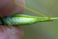 Phaneroptera nana