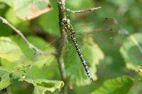 Aeshna cyanea