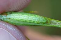 Phaneroptera nana