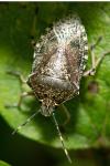 Rhaphigaster nebulosa