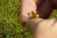 Hemaris tityus