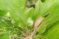 Quercusia quercus