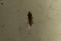 Eupelix cuspidata