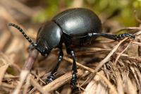 Timarcha tenebricosa