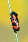 Cercopis vulnerata