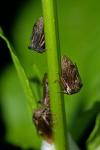 Centrotus cornutus