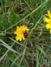 Sericomyia silentis