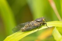 Cicadetta