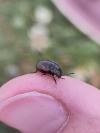 Chrysolina marginata
