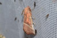 Scoliopteryx libatrix