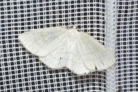 Cabera exanthemata