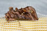 Autographa pulchrina