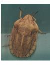 Eurygaster austriaca