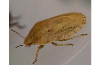 Eurygaster austriaca