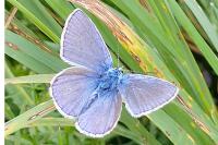 Polyommatus icarus