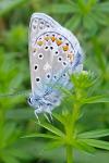 Polyommatus icarus