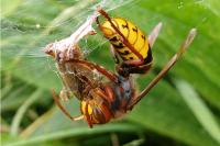 Vespa crabro