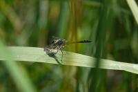 Sympetrum danae