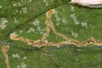 Amauromyza lamii