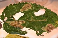 Amauromyza lamii
