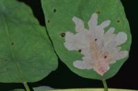 Parectopa robiniella