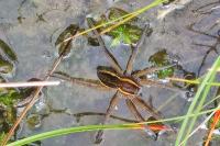 Araschnia levana