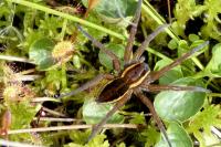 Araschnia levana