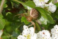 Sympecma fusca