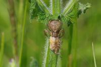 Sympecma fusca
