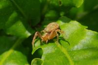 Sympecma fusca