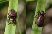 Evarcha arcuata